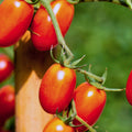 TOMATE ROMA - 500g