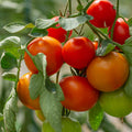 TOMATE RONDE - 500g