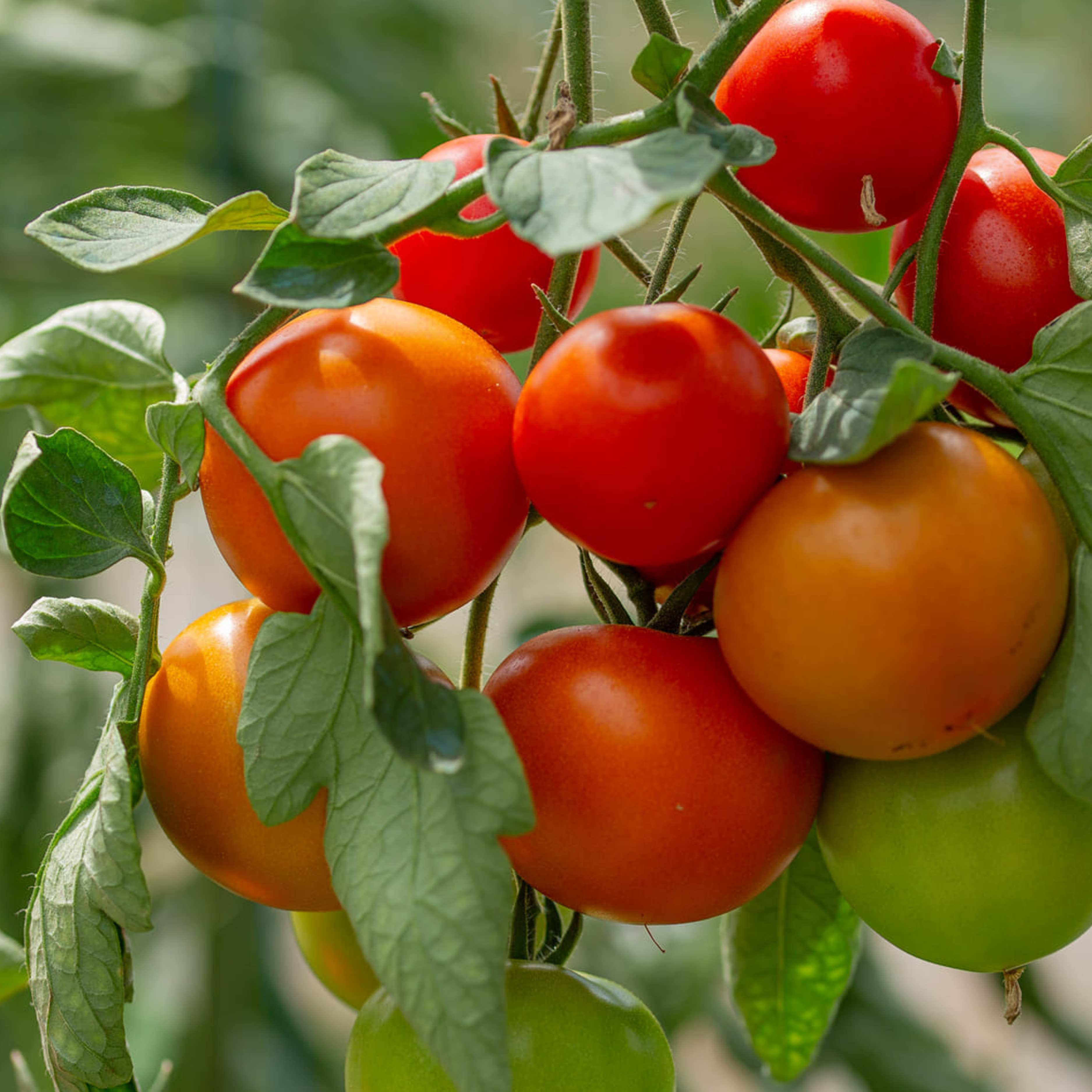 TOMATE RONDE - 500g