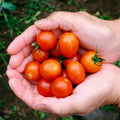 TOMATE CERISE ROUGE - 500g
