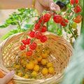 MELANGE DE TOMATES CERISES - 500g