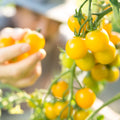 TOMATE CERISE JAUNE - 500g