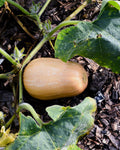 BUTTERNUT - à la pièce
