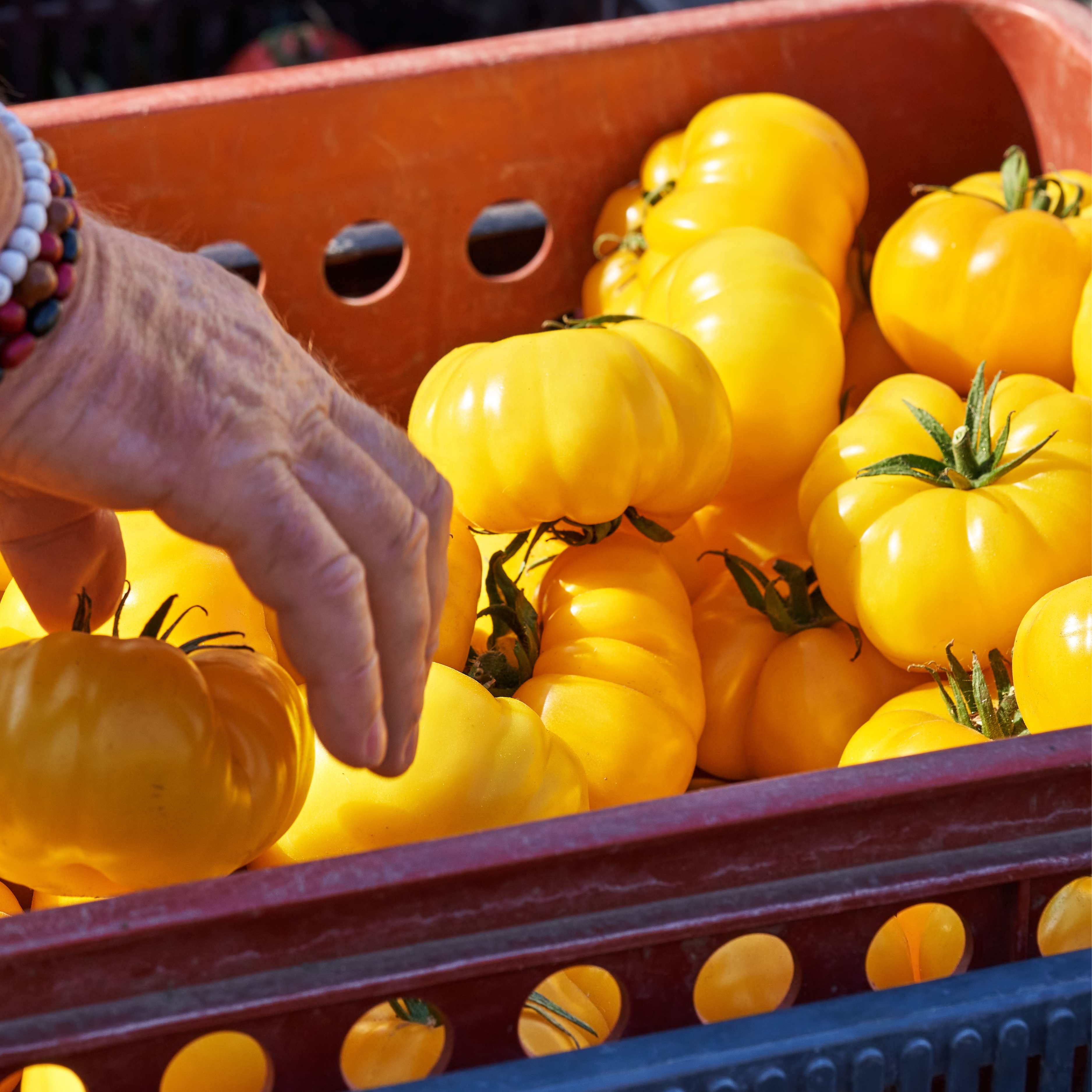 TOMATE JAUNE - 500g