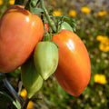TOMATE CORNUE - 500g