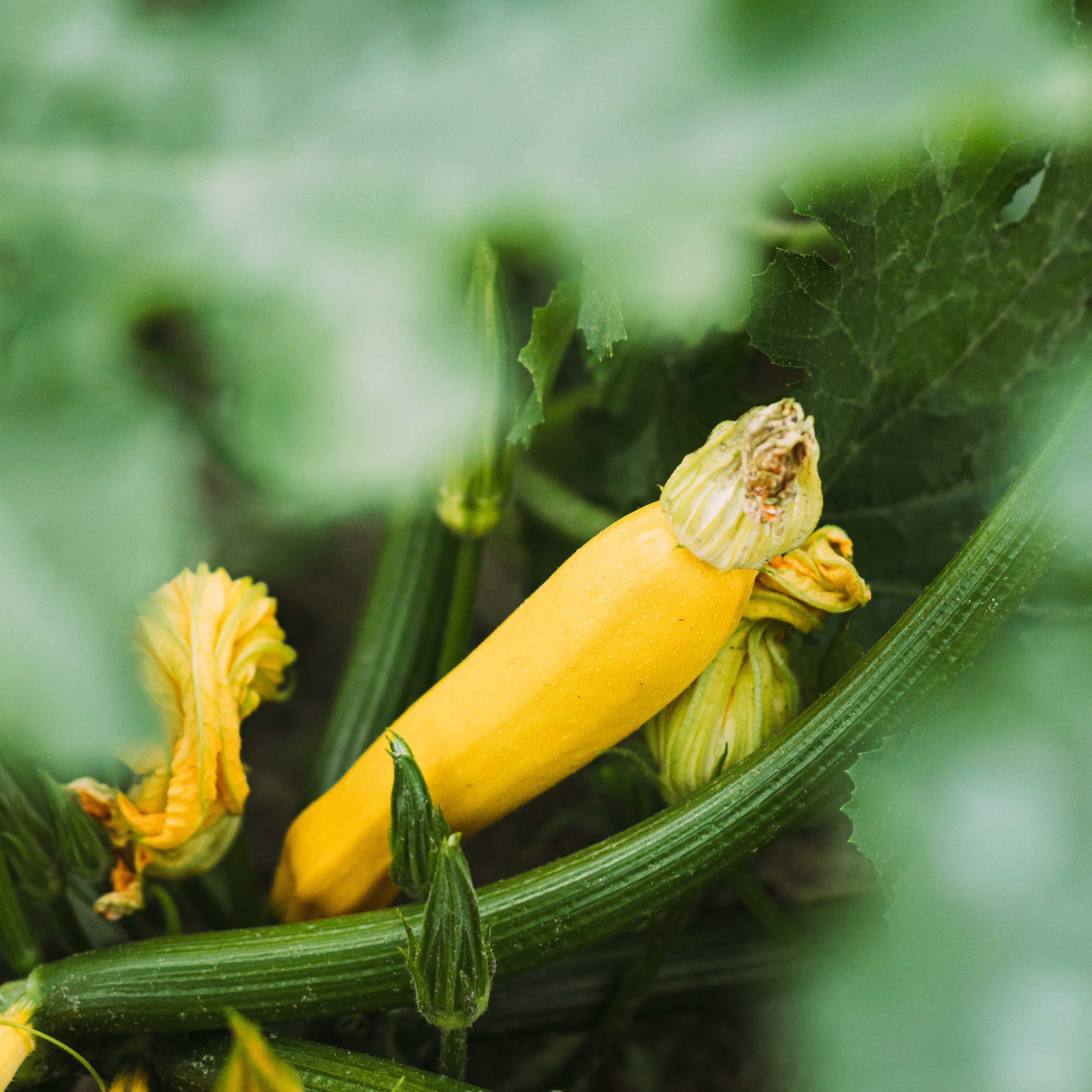 COURGETTE JAUNE - 500g
