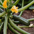 COURGETTE VERTE - 500g