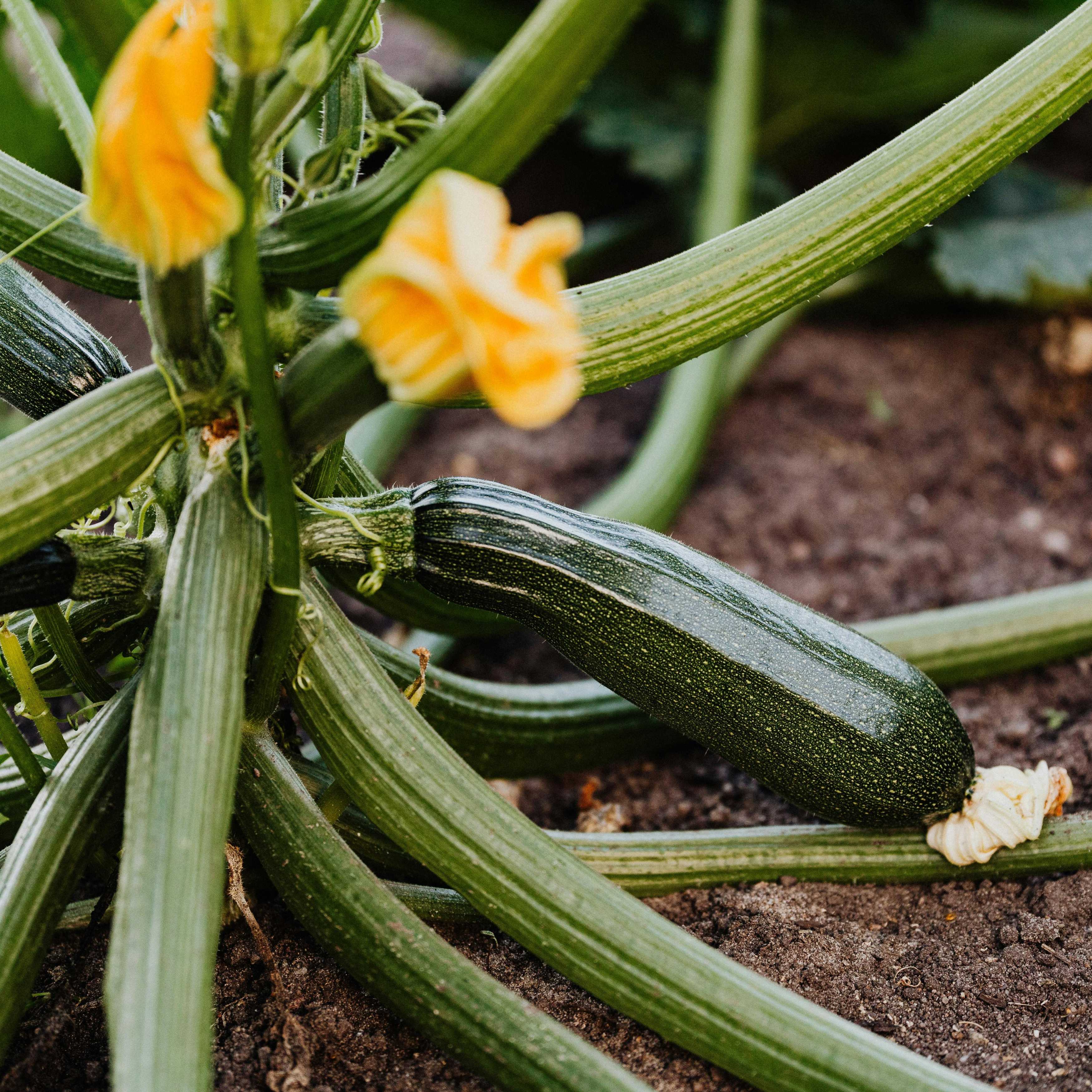 COURGETTE VERTE - 500g
